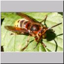 Vespa crabro - Hornisse Drohn 27d.jpg